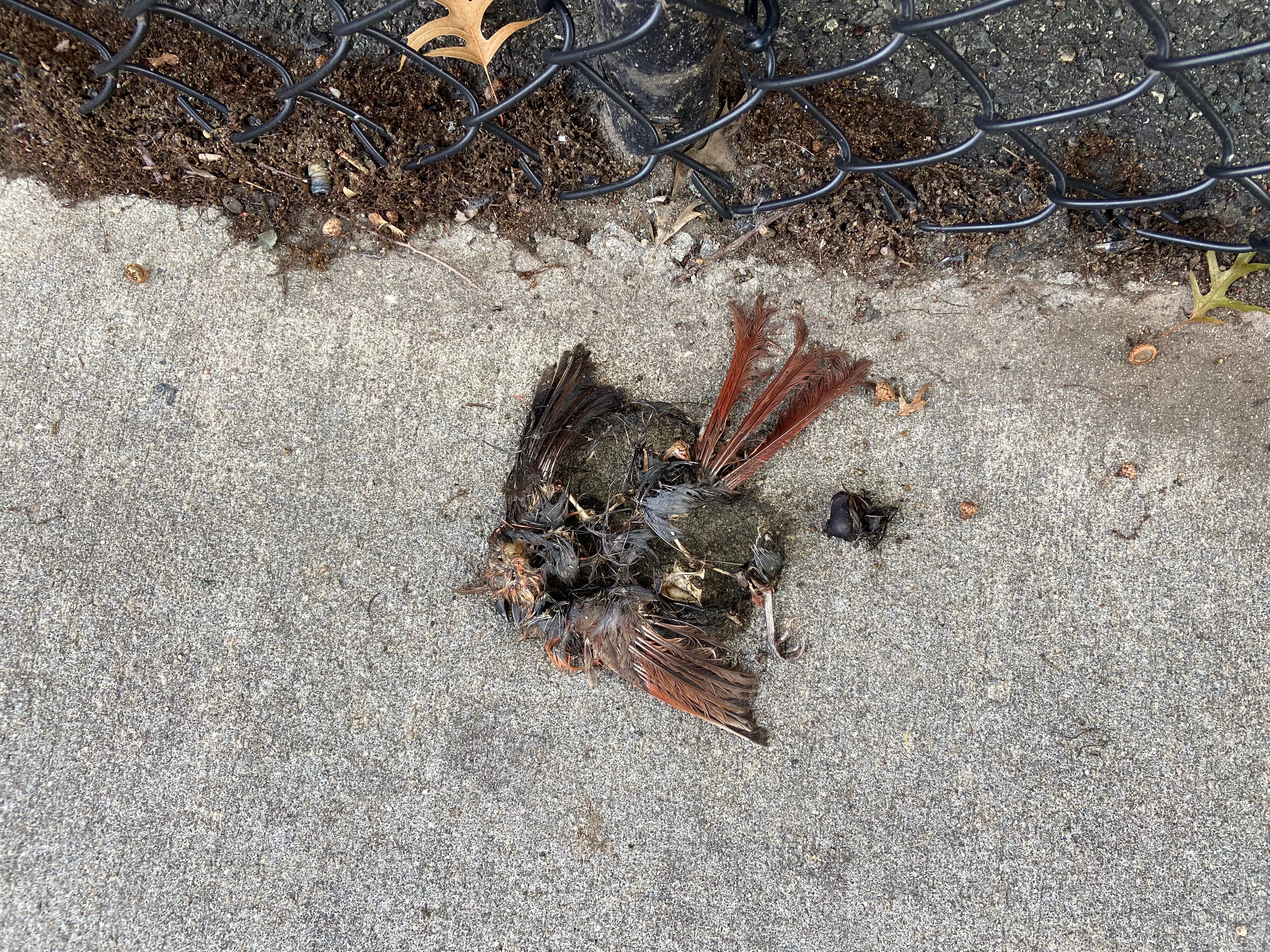 Photograph for "Cardinal, Formerly"