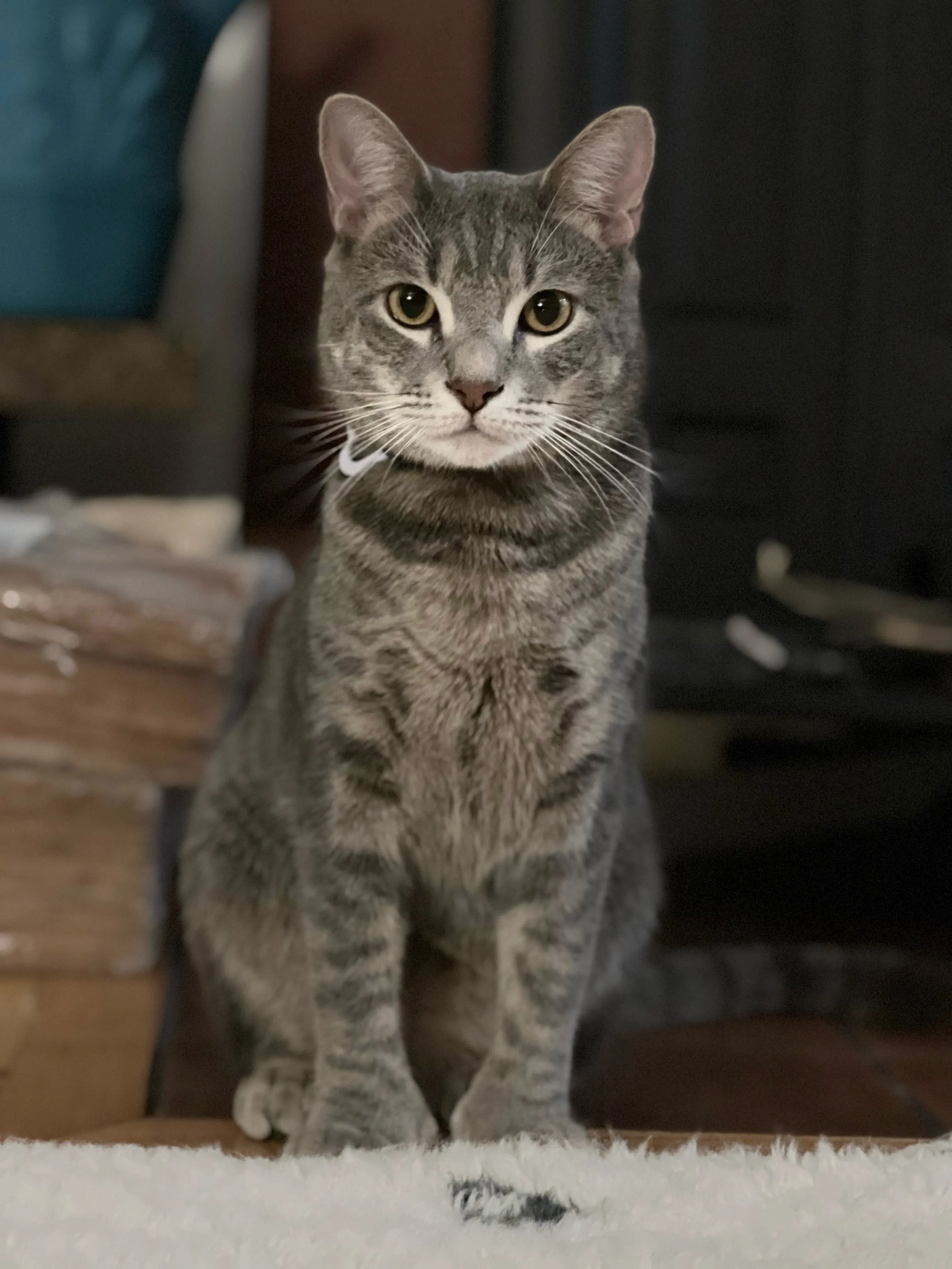 Photograph for "Catching On"