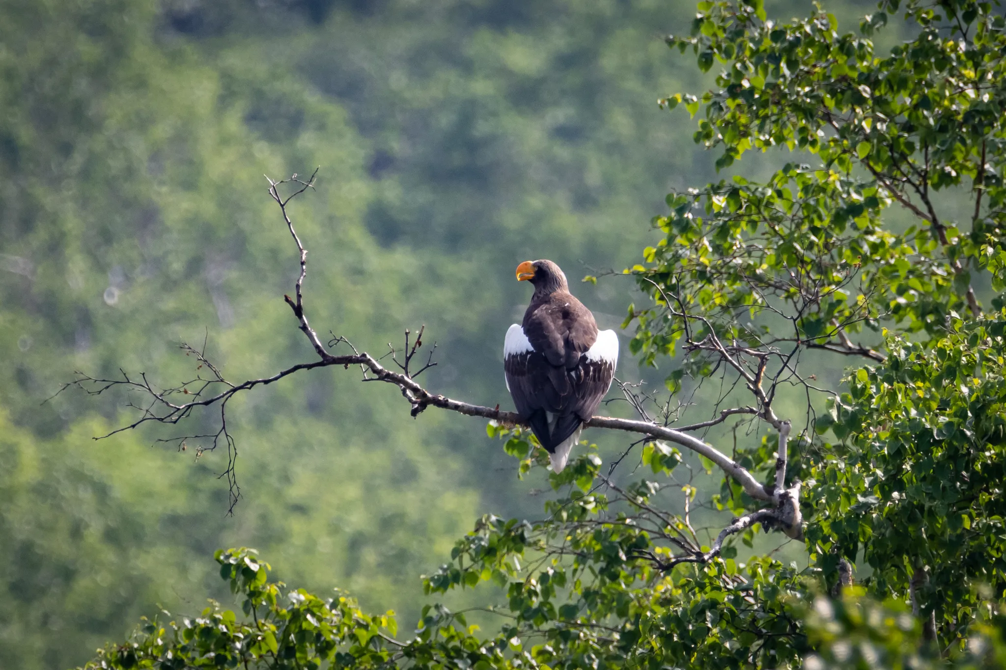 Photograph for "Haliaeetus Pelagicus Perditus"