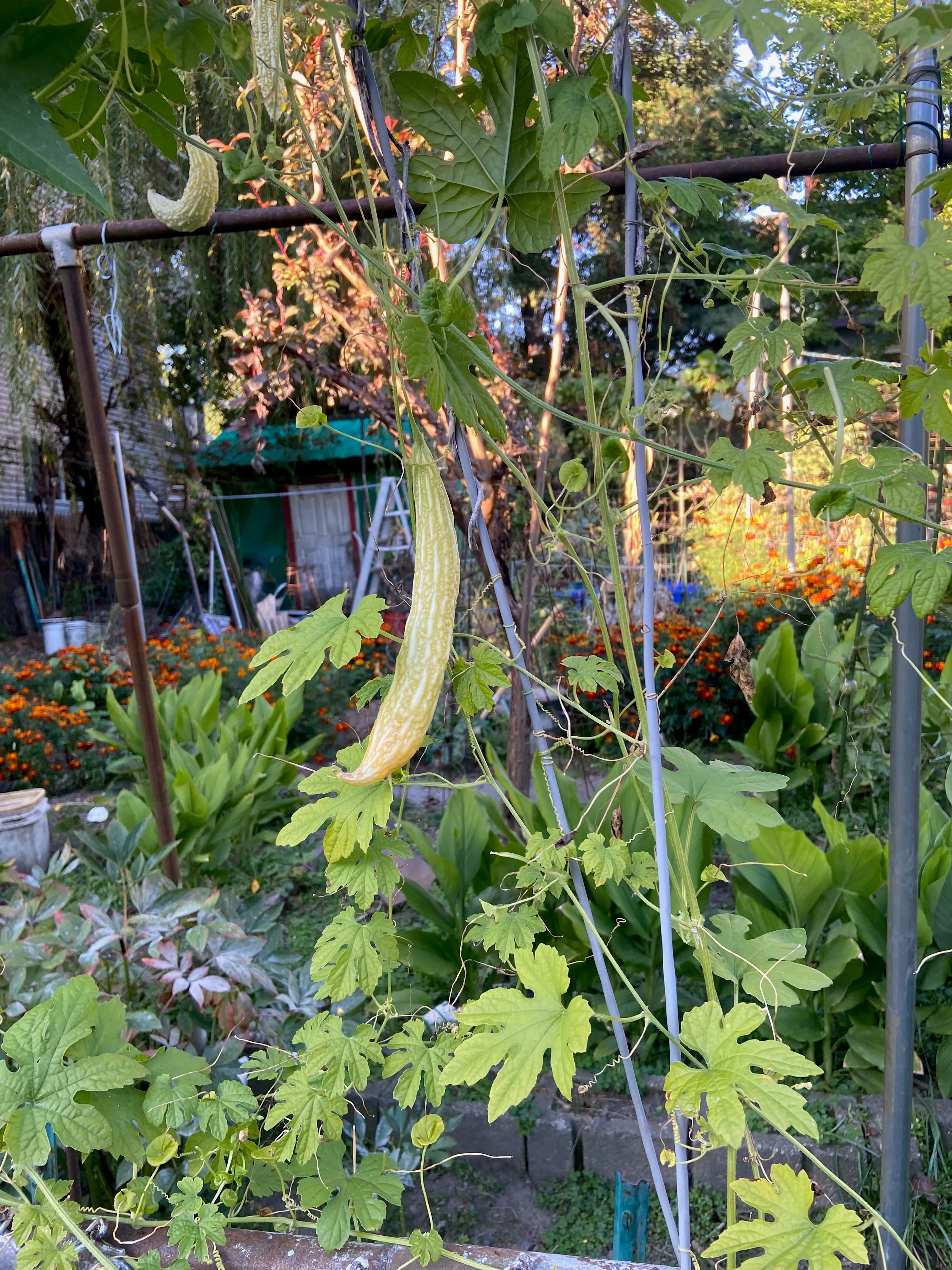 Photograph for "Penis Plant"